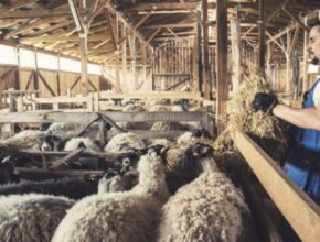 Sheep Farm Worker Jobs in Poland – Visa Sponsorship