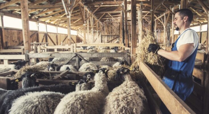 Sheep Farm Worker Jobs in Poland – Visa Sponsorship